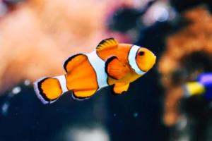 西甲联赛的竞争白热化，一场充满悬念的运动盛宴西甲联赛的竞争现状